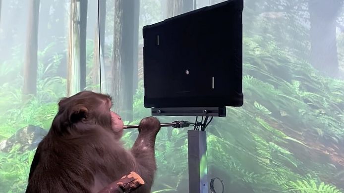 Neuralink wordt aangeklaagd door het PCRM nadat 15 apen sterven na dierenproeven