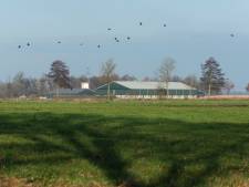 Almelo gaat varkensboer Dekker (met veel te veel varkens op stal) nu wél de pin op de neus zetten