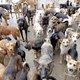 700 honden in beslag genomen, 400 zoeken nog 'n baasje