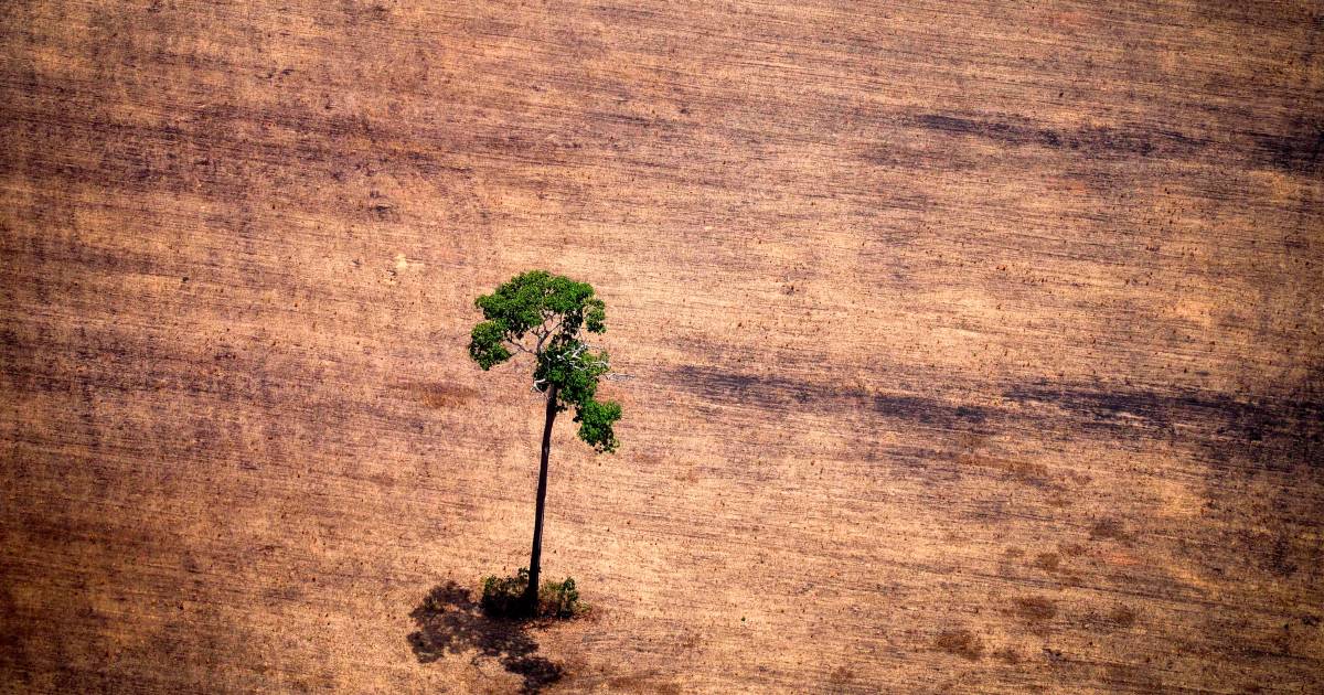 Belgium turntable in illegally harvested tropical timber trade |  internal