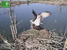 Vrouwtje van visarend ook terug op het nest in de Biesbosch: ‘Hij ging meteen de bink uithangen’