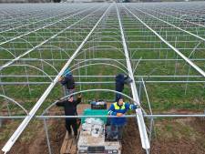 Gedonder in de glazen: veertien tuinders balen van soloactie aardbeienkweker