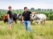 Veestapel moet krimpen, en dat raakt niet alleen de boeren: ‘Als ik jong was, zou ik hier weggaan en nooit meer terugkeren’
