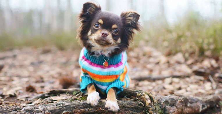 Factuur Bijdrager Dekbed Libelle Legt Uit: hebben (kleine) honden warme kleding nodig?