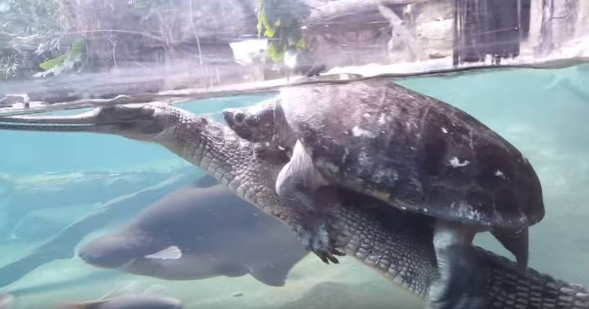 Schildpad lift mee op rug gaviaal | Bizar | AD.nl