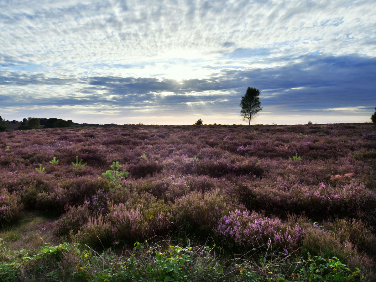 Natuurliefhebbers kunnen de Sallandse Heuvelrug gaan ontdekken tijdens Beleefweek Foto AD.nl