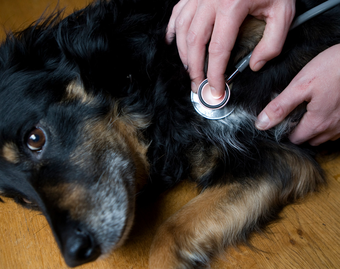 Foto ter illustratie. De hond op de foto is niet Max.