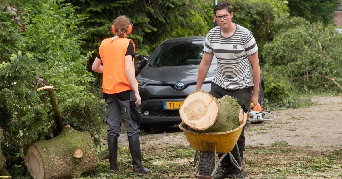 Landgoedeigenaren krijgen miljoen euro voor herstel van bomen na verwoestende valwind - De Gelderlan