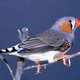 Jonge zebravinken op zangles bij robotvogel