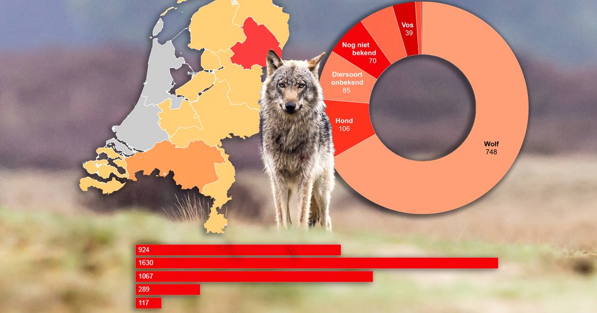 De opmars van de wolf: de cijfers op een rij | Apeldoorn | AD.nl