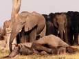 Olifanten weigeren dode soortgenoot achter te laten