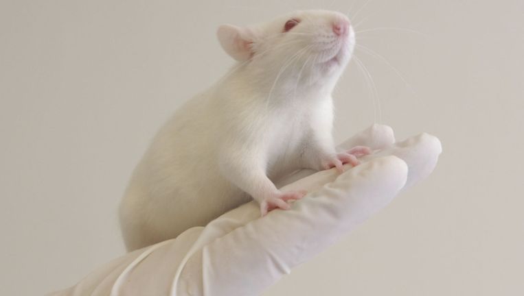 De muizen die het epilepsie-middel kregen toegediend, vormden betere verbindingen in de hersenen Beeld Photo News