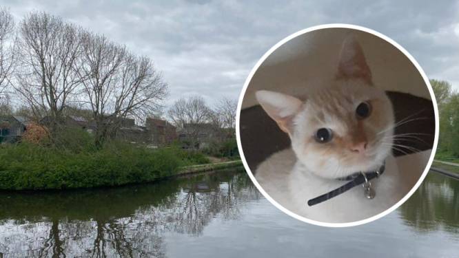 Mysterie rond dode katten in Lelystad: ‘Ik wil weten of zijn dood opzet is geweest’