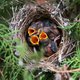 Vogelouders schoppen hun nazaten zonder pardon het warme nest uit