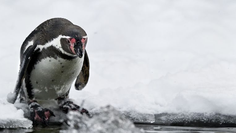 Een pinguin in de sneeuw in Ouwehands Dierenpark in Rhenen. Beeld ANP