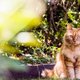 Wordt jouw tuin als kattenbak gebruikt? Zó verjaag je katten op een diervriendelijke manier