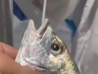 Chinezen geloven hun ogen niet: overheid test gevangen vis op coronavirus