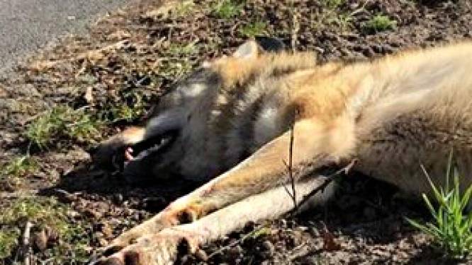 Spaar de ree en de wolf: rij rustiger in de natuur