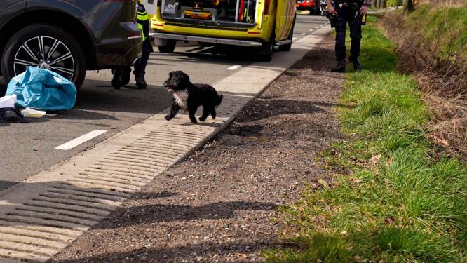 Hondje gaat na dodelijk ongeluk in Deurne bij overleden baasje zitten