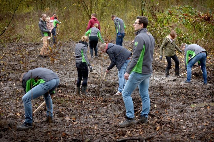 Personeel van BAM plant jonge boompjes in ’t Waalse bos.