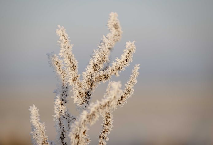 Vorst betekent rustperiode voor de tuin, en een verstomming van de ...