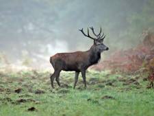 Provincie Flevoland mag edelherten afschieten: Natuurorganisaties overwegen stappen