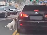 Baasje zet hond uit auto op drukke weg in VS