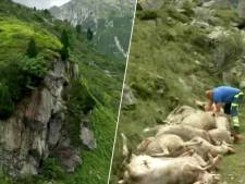 Une attaque de loups à l’origine de la chute de 71 moutons d'une falaise en Suisse? 