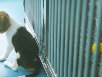 Ethisch onverantwoord? Chinese wetenschappers klonen bewust zieke honden