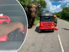 Olifant dringt tuktuk binnen van drie Nederlanders in Sri Lanka: ‘Haal dat beest hier weg’