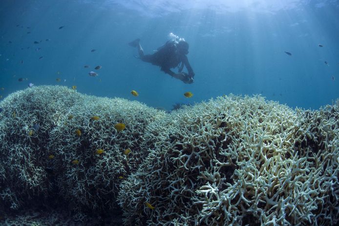 Een duiker fotografeert een stuk van het verbleekte koraal van het Great Barrier Reef bij Lizard Island.