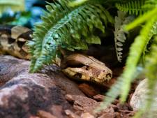 Wurgslang uit Duitsland vindt nieuw onderkomen in Dierenpark Amersfoort