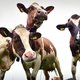 Ontdekking oudste koemelk van Nederland verschuift onze boerengeschiedenis eeuwen naar voren