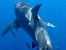 Un grand requin blanc repéré avec une large morsure: quel animal a bien pu le blesser?