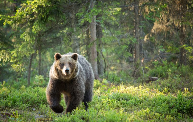 L’Italia discute dell’orso bruno dopo la morte del corridore