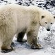 Mobiele telefoon redt man van agressieve ijsbeer