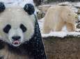 IN BEELD. Even likken aan die vlokjes en een ijsbeer in zijn nopjes: dieren in Pairi Daiza genieten van de sneeuw 