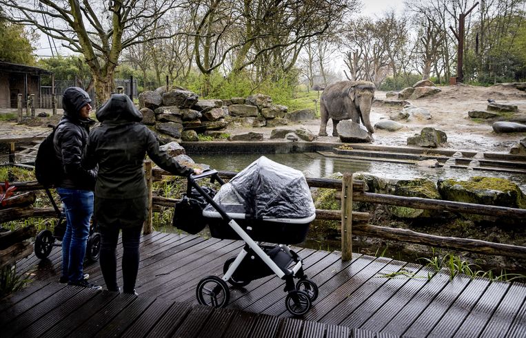 Bezoekers in diergaarde Blijdorp. Beeld ANP