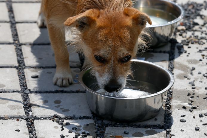 Archiefbeeld: een hondje drinkt water bij het dierenasiel in Gent.