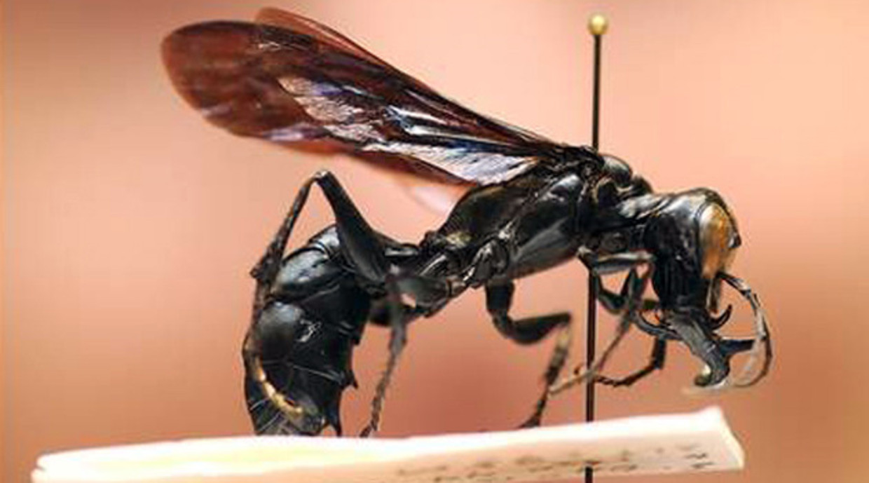 De nieuw ontdekte wesp kan tot 6,5 cm groot worden. © Photo News Beeld 