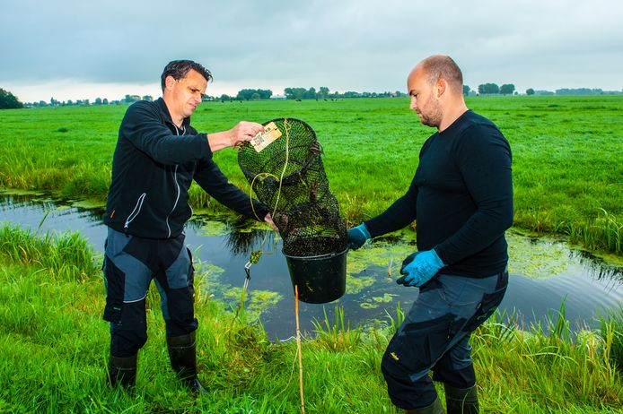 Johan van Giels van ATKB heeft fuiken en netten uitgezet in de polders van Berkenwoude om de hoeveelheid Amerikaanse kreeftjes uit te dunnen.