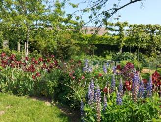 Op 3 juni zet Rita uit Erpe-Mere haar ecologische tuin open voor het publiek voor de Velt-ecotuindagen