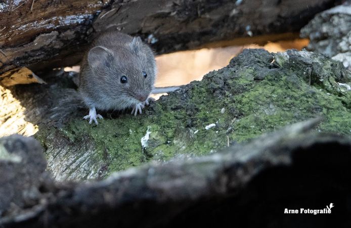 Arne Moons uit Lille is gepassioneerd door alles wat met natuur te maken heeft.