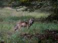 Overijssel, Drenthe en Friesland willen dat er in Europees verband leefgebieden worden aangewezen waar de wolf voldoende ruimte heeft en genoeg prooidieren kan vinden.