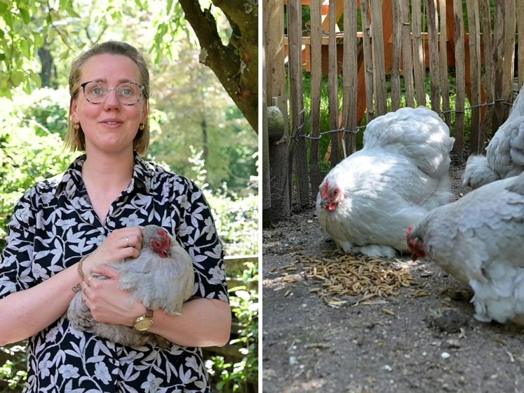 Lotte eet de eieren van haar kippen niet meer: 'Te veel PFAS'