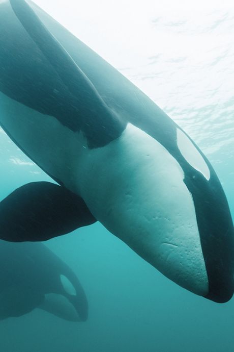 Orka’s bijten opnieuw van zich af: weer een boot tot zinken gebracht