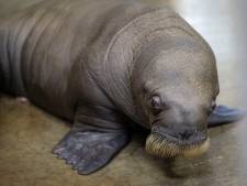 Un adorable bébé-morse est né à Pairi Daiza