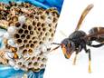 Berlare bindt strijd aan tegen Aziatische hoornaar