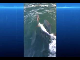 25 dolfijnen laten zich zien voor Belgische kust