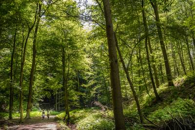 Rafales de vent: les espaces verts et la forêt de Soignes de la Région bruxelloise seront fermés ce dimanche